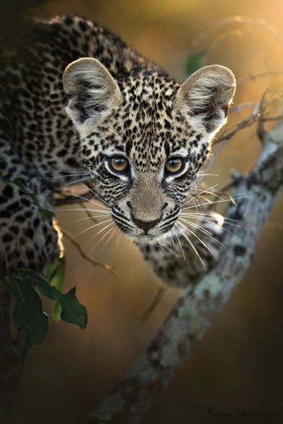 Leopards: Modeling Leopard Cub by Patsy Weingart