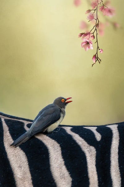 Zebras: Stripes And Flowers by Patsy Weingart