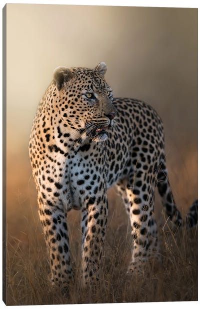 Gorgeous Leopard Canvas Art Print - Patsy Weingart