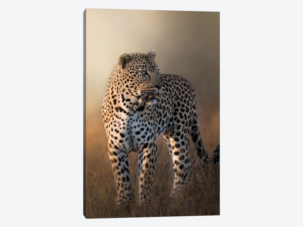 Gorgeous Leopard by Patsy Weingart 1-piece Canvas Artwork