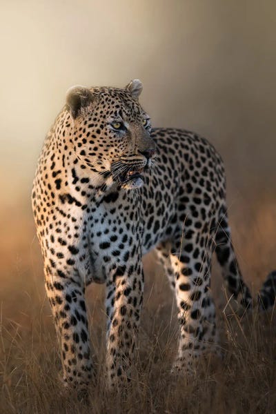 Patsy Weingart: Gorgeous Leopard by Patsy Weingart