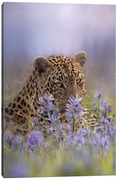 The Eyes Have It Canvas Art Print - Patsy Weingart