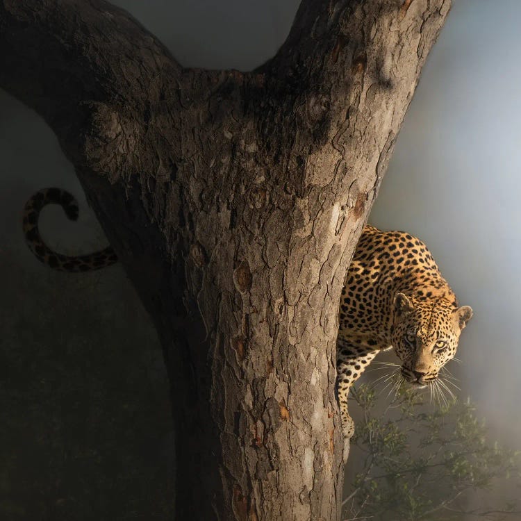 Shy Leo by Patsy Weingart wall art