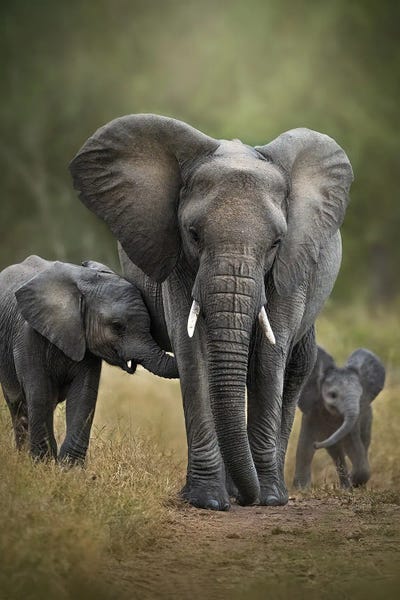 Patsy Weingart: Keeping An Eye On Her Babes by Patsy Weingart