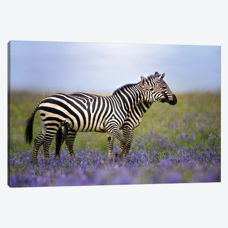 Zebras In The Meadow Canvas Print #PWG155} by Patsy Weingart Canvas Art