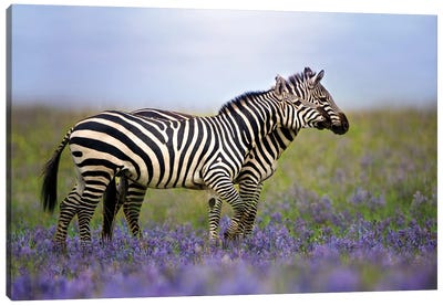 Zebras In The Meadow Canvas Art Print - Patsy Weingart