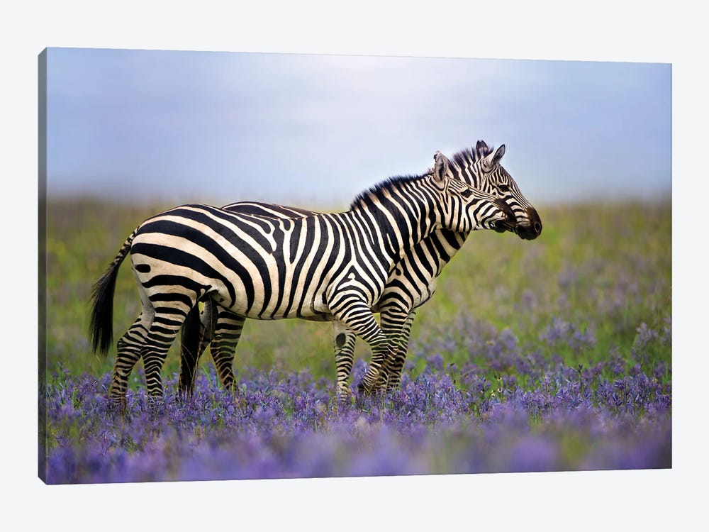 Zebras In The Meadow by Patsy Weingart 1-piece Canvas Print