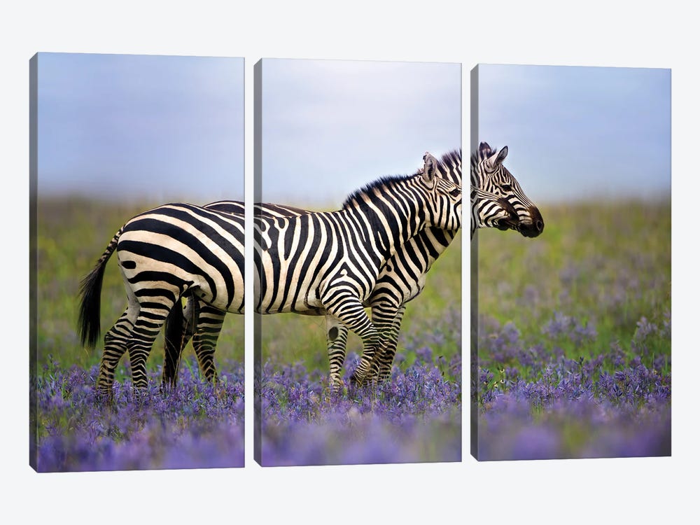 Zebras In The Meadow by Patsy Weingart 3-piece Art Print