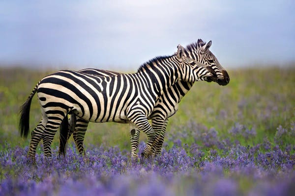 Patsy Weingart: Zebras In The Meadow by Patsy Weingart
