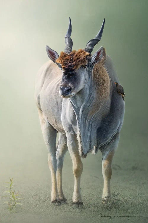Rarely Seen Elan by Patsy Weingart wall art