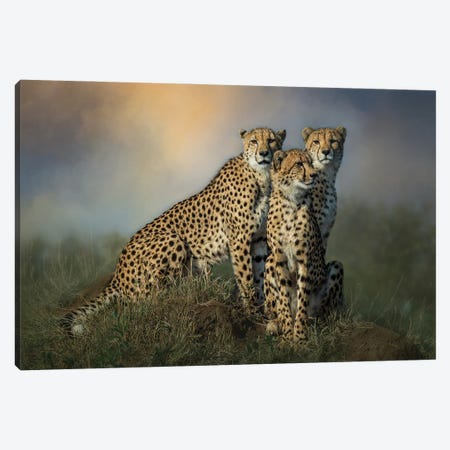 Cheetah Trio Canvas Print #PWG158} by Patsy Weingart Canvas Print