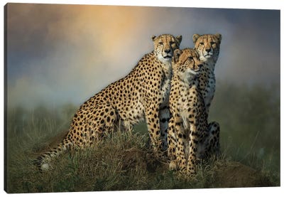Cheetah Trio Canvas Art Print - Cheetah Art