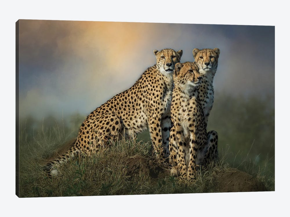 Cheetah Trio by Patsy Weingart 1-piece Canvas Artwork