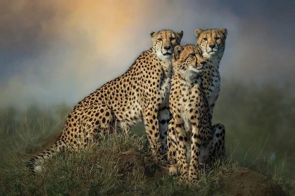 Cheetahs: Cheetah Trio by Patsy Weingart