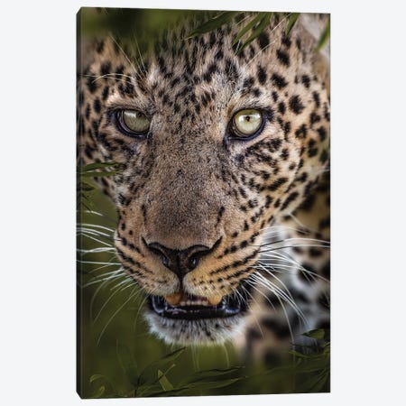 Hiding Leopard Canvas Print #PWG159} by Patsy Weingart Canvas Print