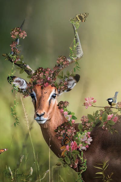 Antelopes: Party Clothes by Patsy Weingart