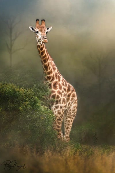 Misty Morning Giraffe by Patsy Weingart framed canvas print