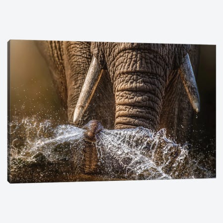 Up Close Elle Canvas Print #PWG160} by Patsy Weingart Canvas Wall Art