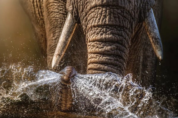 Patsy Weingart: Up Close Elle by Patsy Weingart