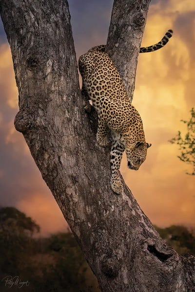 Patsy Weingart: Coming Down by Patsy Weingart