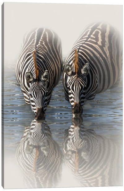 Drinking Zebras Canvas Art Print - Patsy Weingart