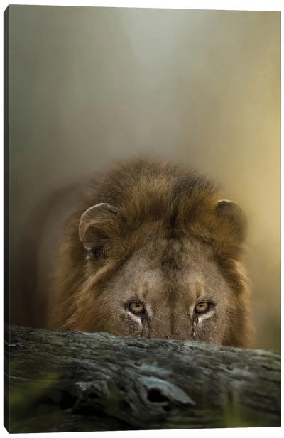 Hunting Lion King Canvas Art Print - Photogenic Animals