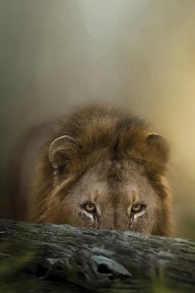 Photogenic Animals: Hunting Lion King by Patsy Weingart