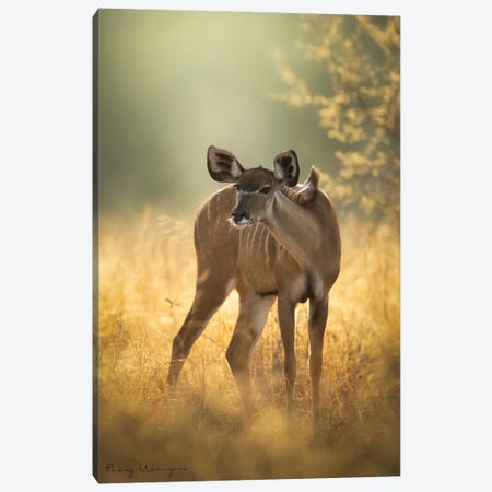 Kudu Beauty Canvas Print #PWG165} by Patsy Weingart Canvas Print