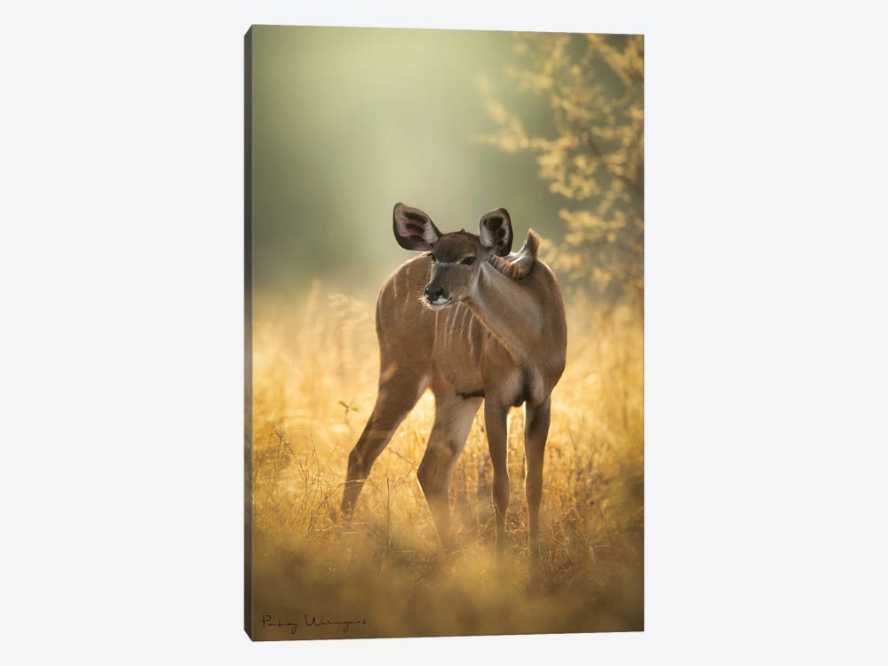 Kudu Beauty by Patsy Weingart 1-piece Canvas Art
