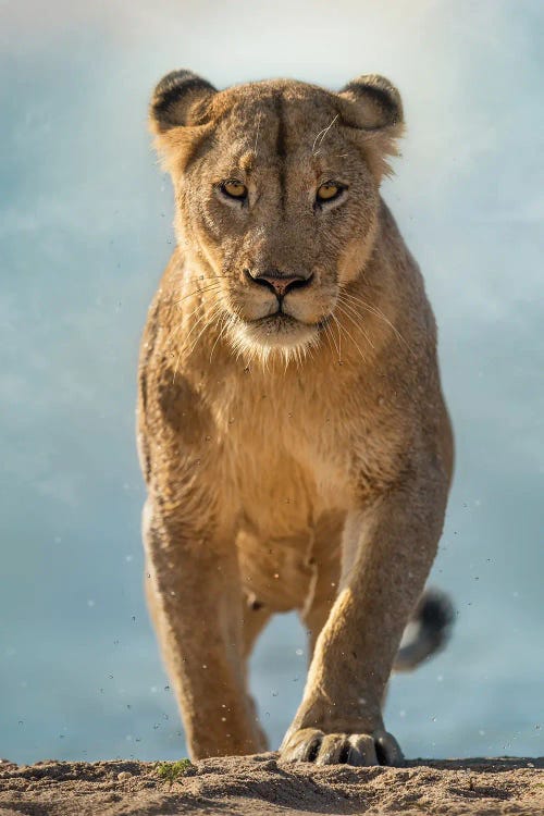 Swimming Lioness by Patsy Weingart wall art
