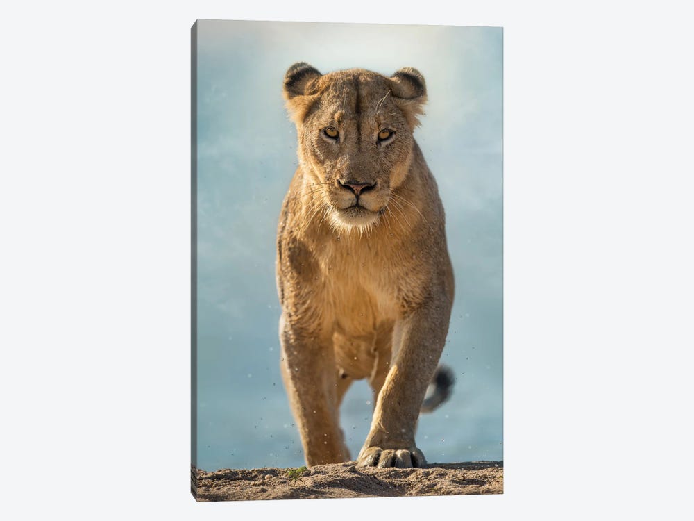 Swimming Lioness by Patsy Weingart 1-piece Canvas Print