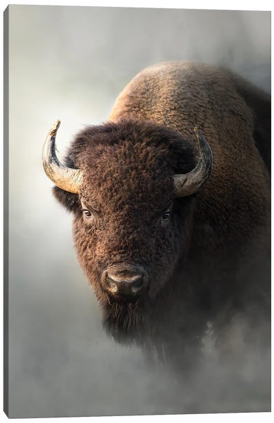 Bison In The Mist Canvas Art Print - Large Photography