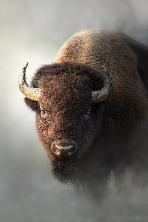 Bison In The Mist by Patsy Weingart wall art