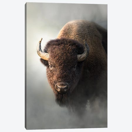 Bison In The Mist Canvas Print #PWG167} by Patsy Weingart Canvas Print