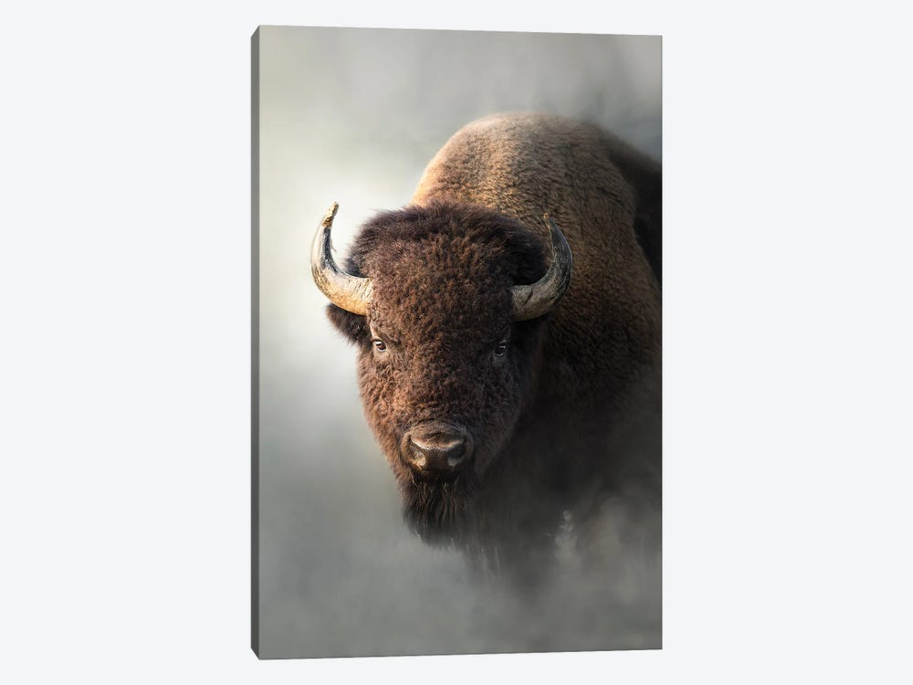 Bison In The Mist by Patsy Weingart 1-piece Canvas Wall Art