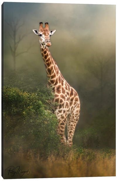 Misty Morning Giraffe Canvas Art Print - Giraffe Art