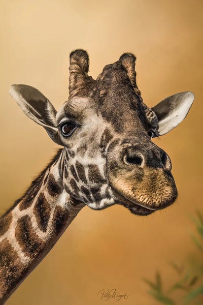 Photogenic Animals: Yellow Giraffe by Patsy Weingart