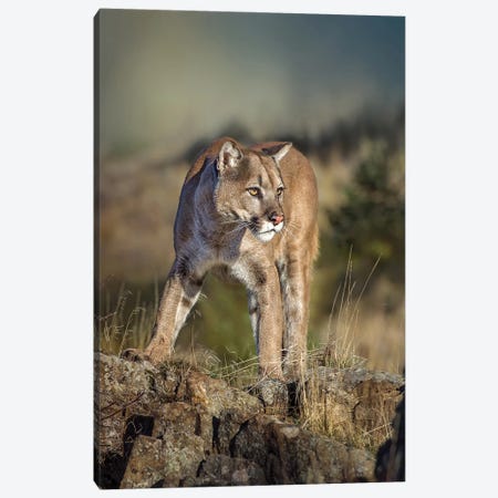 Montana Cougar Canvas Print #PWG171} by Patsy Weingart Canvas Art Print