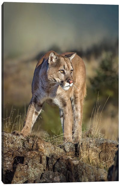 Montana Cougar Canvas Art Print - Cougars