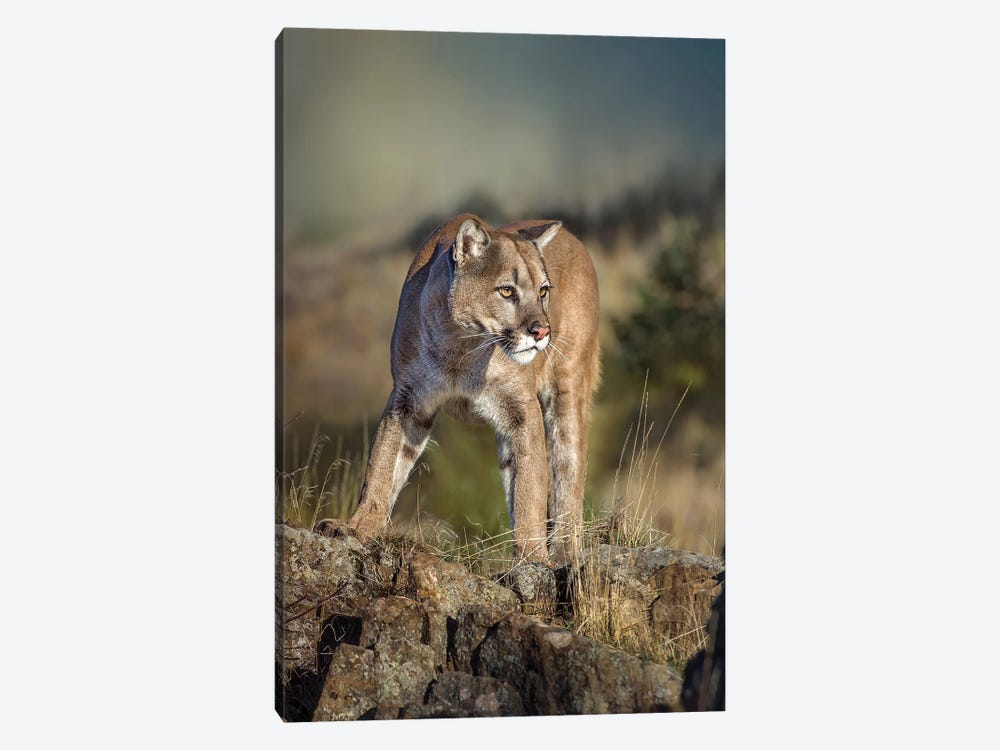 Montana Cougar by Patsy Weingart 1-piece Canvas Art Print