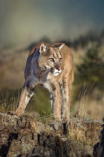 Patsy Weingart: Montana Cougar by Patsy Weingart