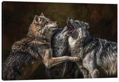 Montana Wolf Pack Canvas Art Print - Photogenic Animals