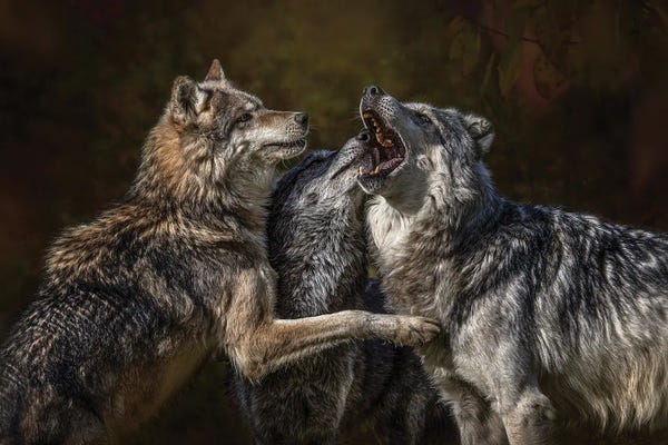 Patsy Weingart: Montana Wolf Pack by Patsy Weingart
