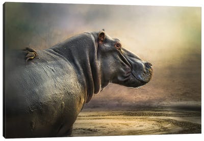 Hippo Pool Canvas Art Print - Hippopotamus Art