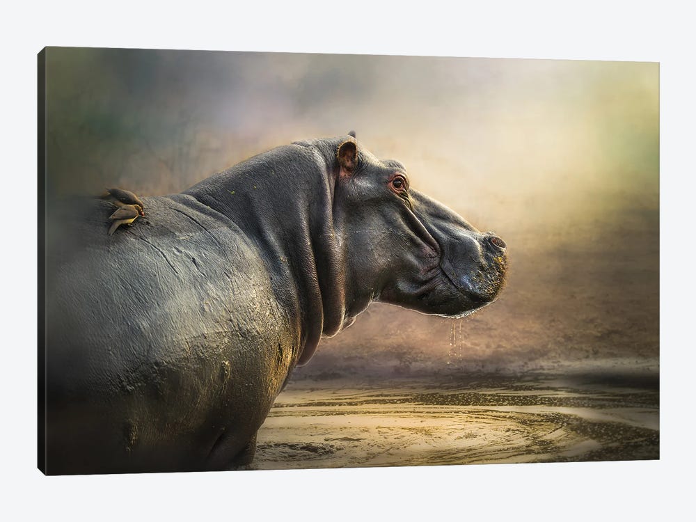 Hippo Pool by Patsy Weingart 1-piece Canvas Art Print