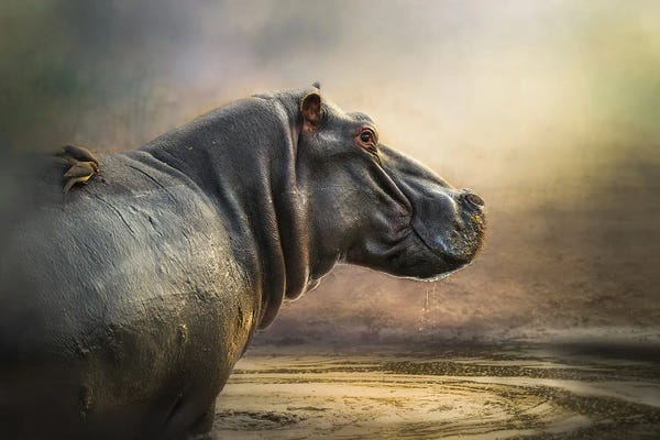 Hippopotamuses: Hippo Pool by Patsy Weingart