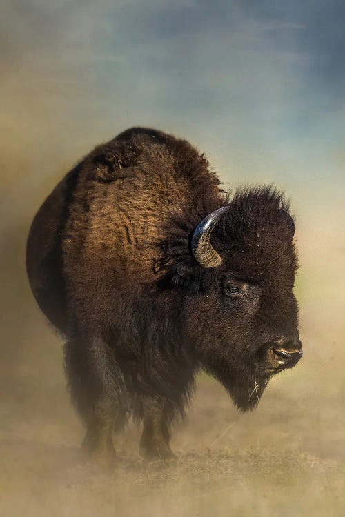 Dusty Bison