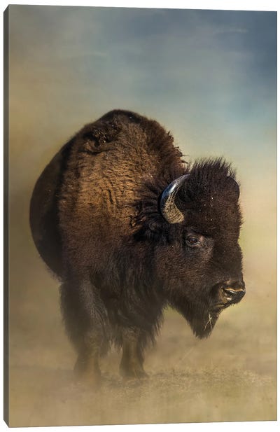 Dusty Bison Canvas Art Print - Bison & Buffalo Art