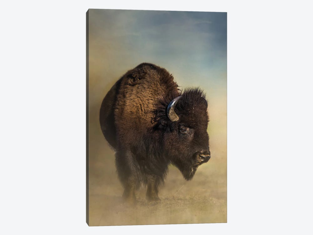 Dusty Bison by Patsy Weingart 1-piece Canvas Art Print