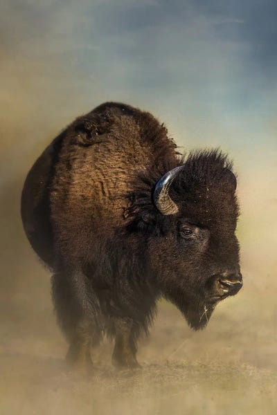Patsy Weingart: Dusty Bison by Patsy Weingart